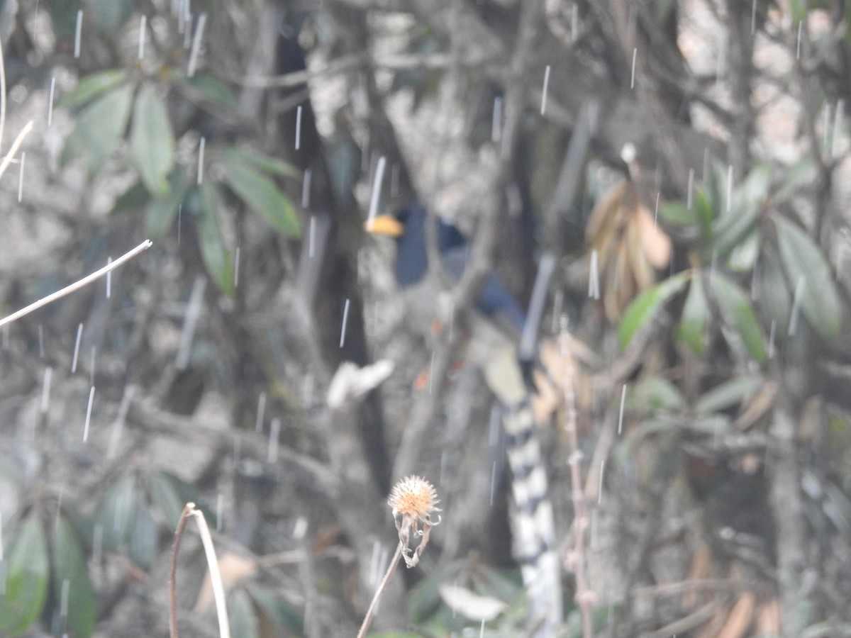 Yellow-billed Blue-Magpie - marti ikehara