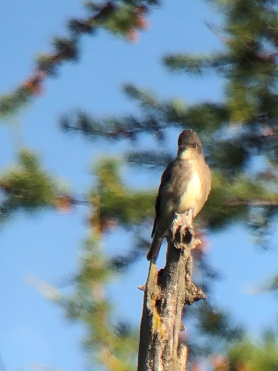 Western Wood-Pewee - Sydney Gerig