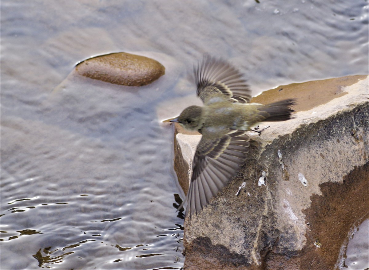 Western Wood-Pewee - ML261491001