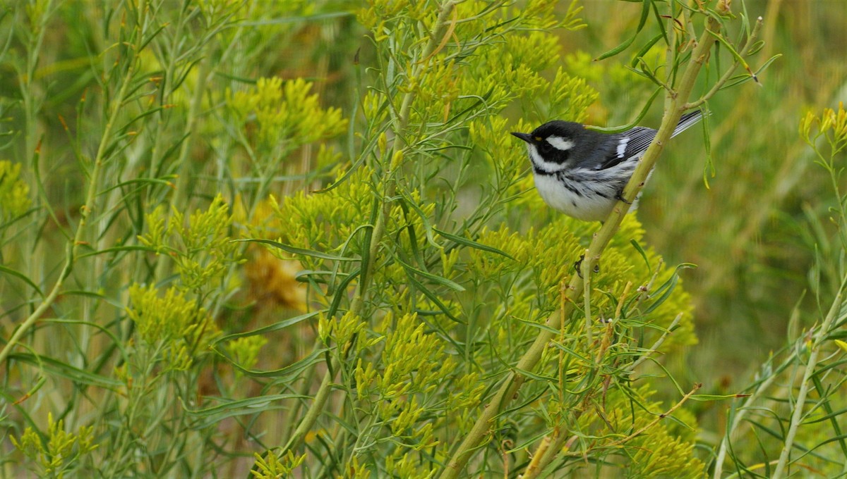 Black-throated Gray Warbler - ML261492151