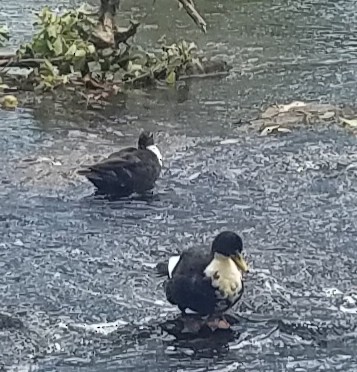 Тэжээмэл нугас - ML261492441