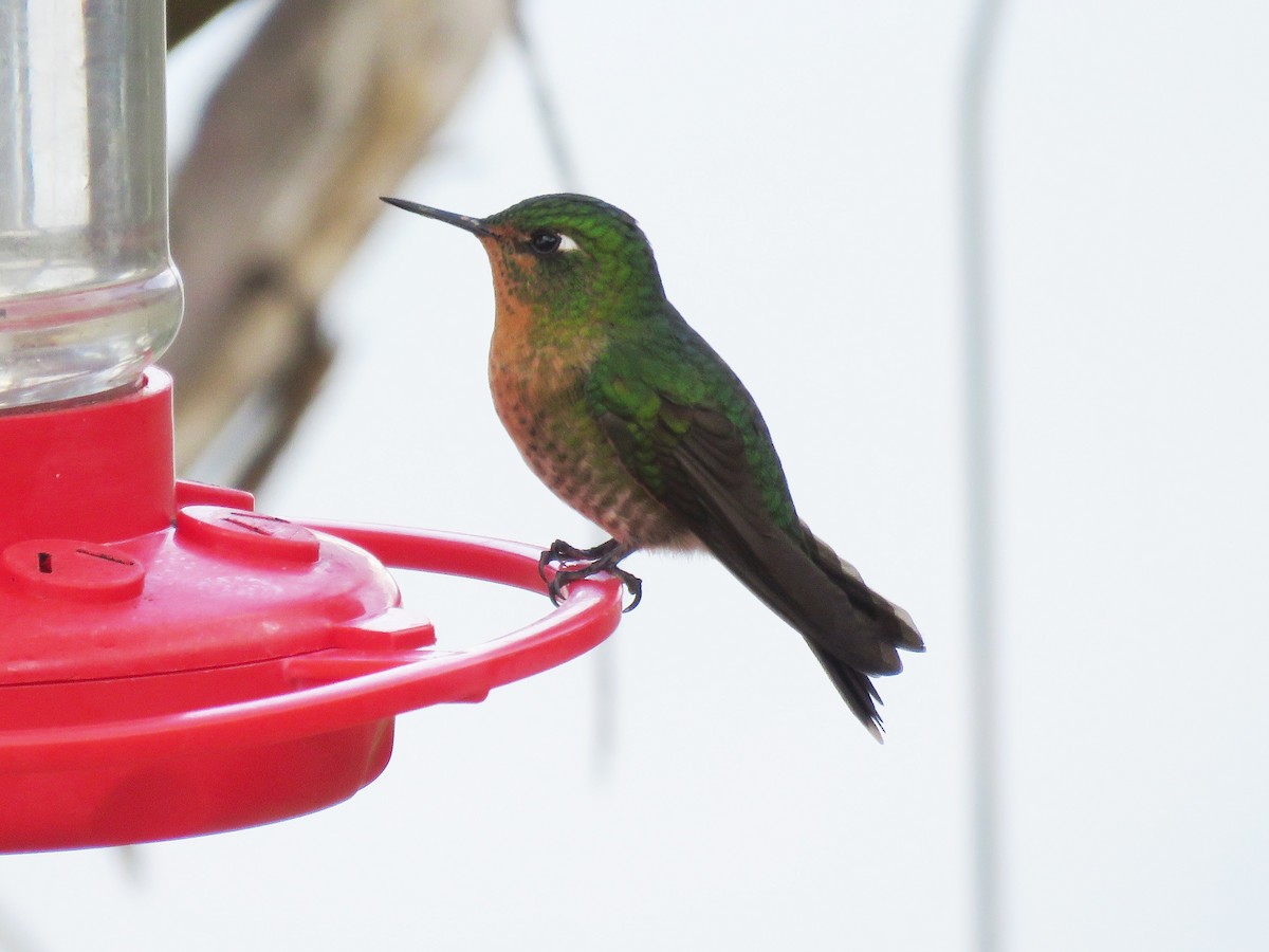 kolibřík dřišťálový - ML26149331