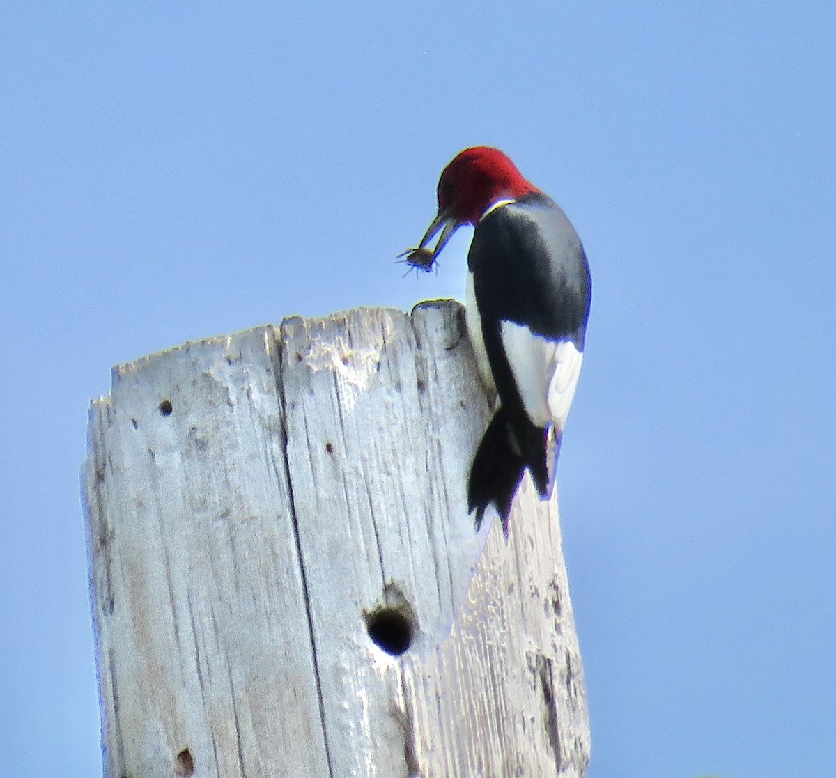 Red-headed Woodpecker - ML261493831