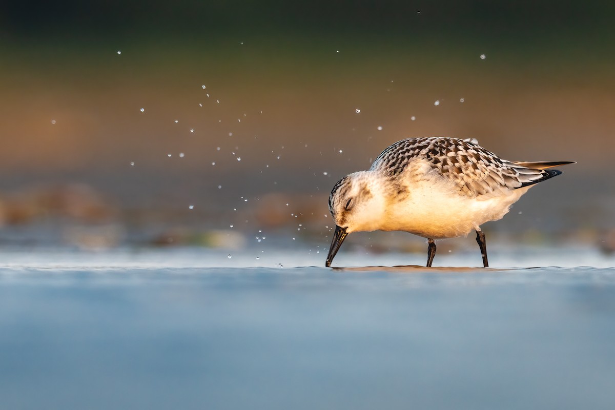 Sanderling - ML261494671