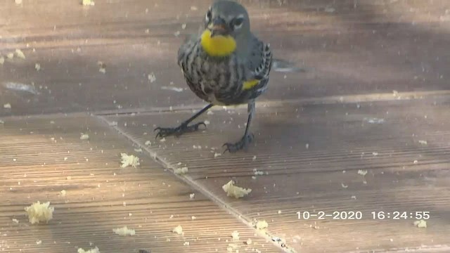 Yellow-rumped Warbler - ML261494791