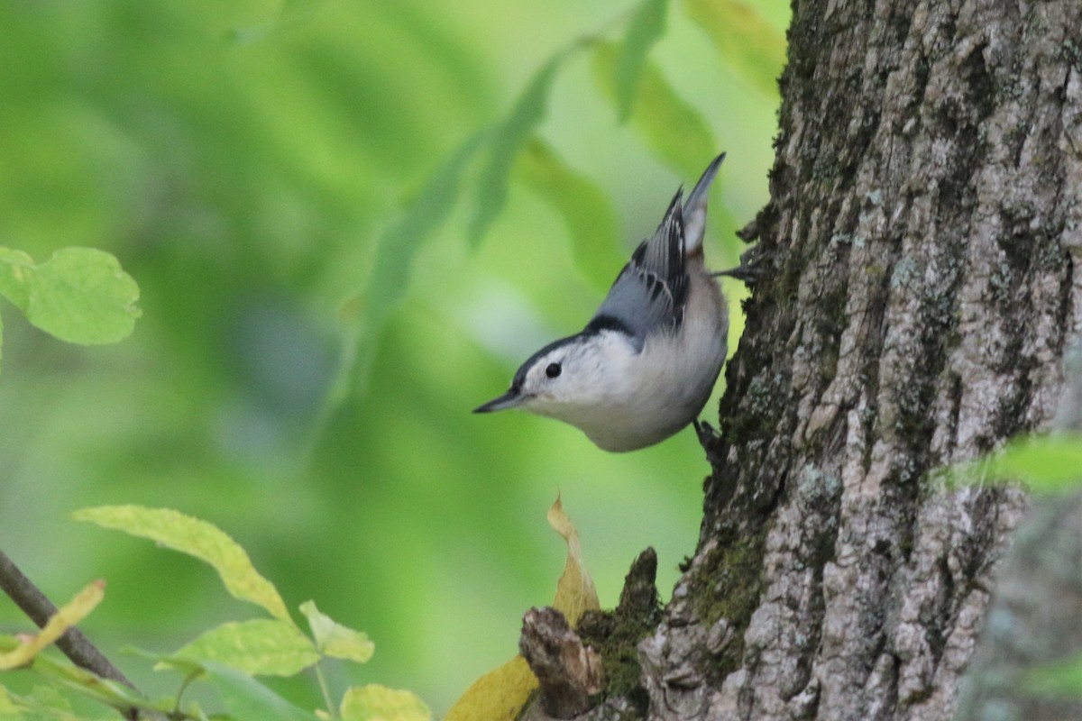 White-breasted Nuthatch - ML261496441