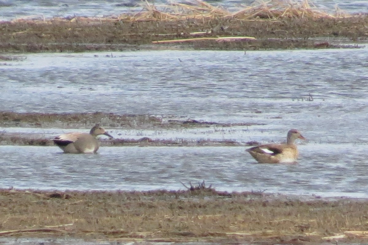 Gadwall - ML26149691