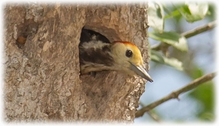 Yellow-crowned Woodpecker - www.aladdin .st