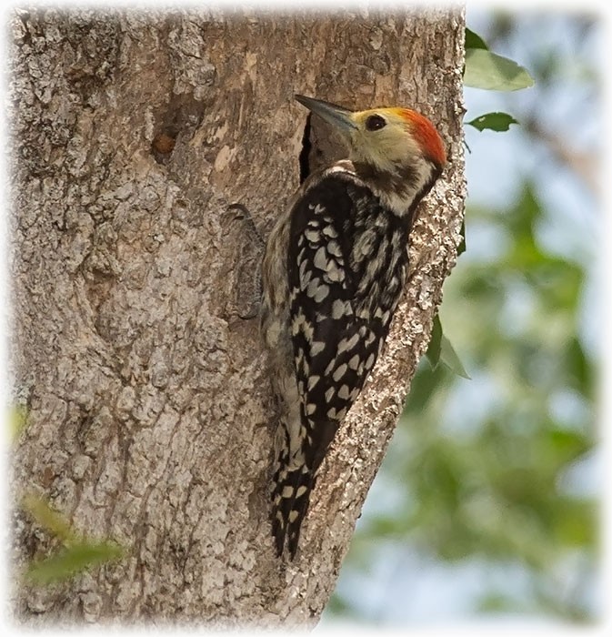 Yellow-crowned Woodpecker - www.aladdin .st