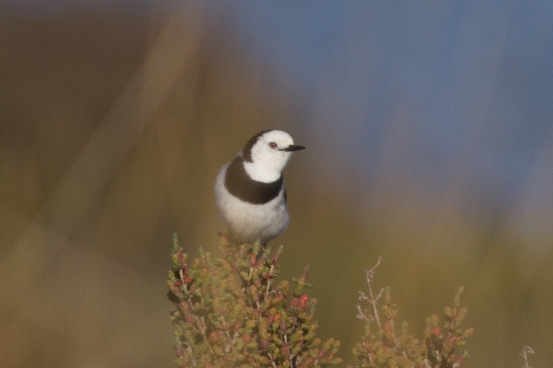 White-fronted Chat - Richard and Margaret Alcorn