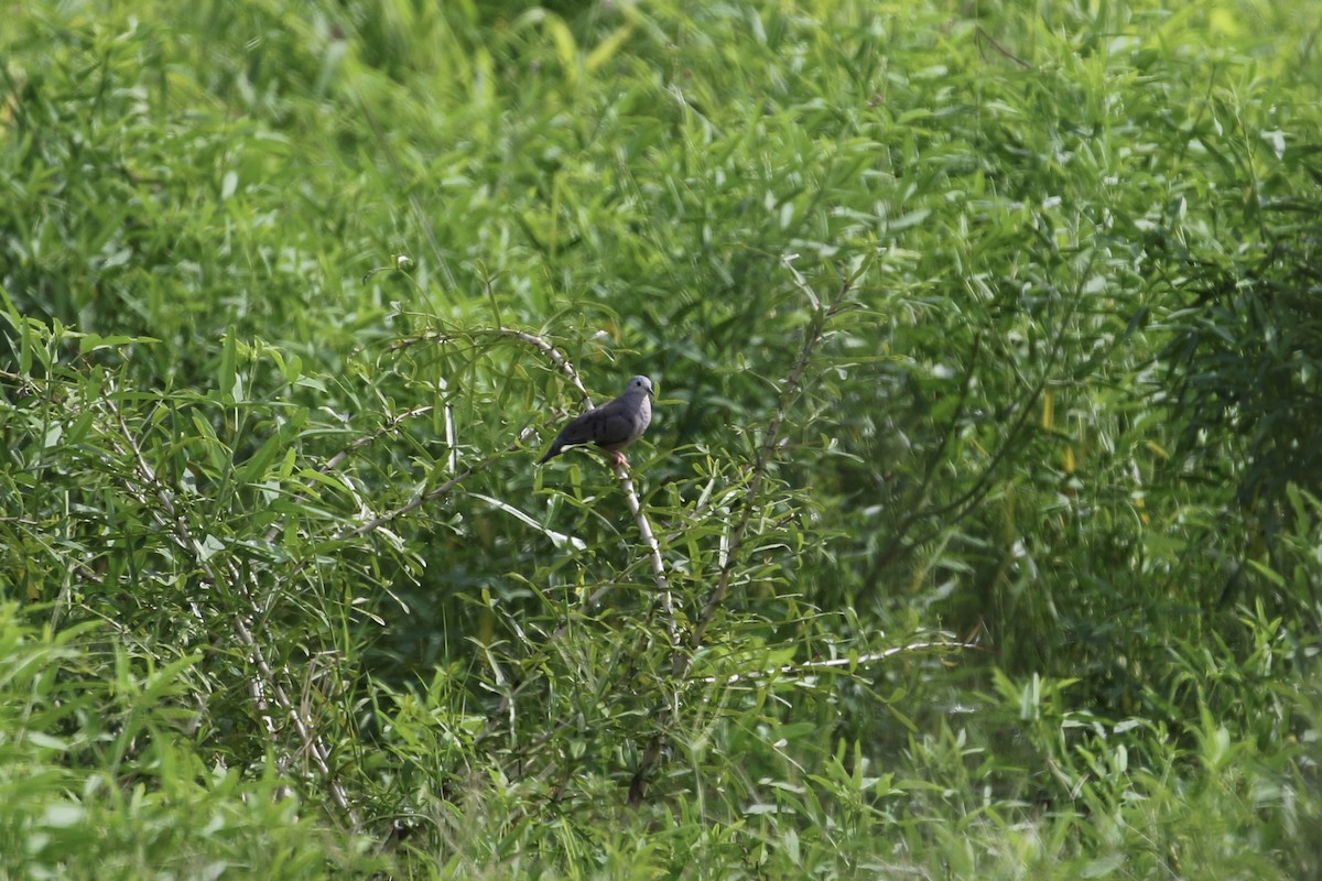 Plain-breasted Ground Dove - ML261501401