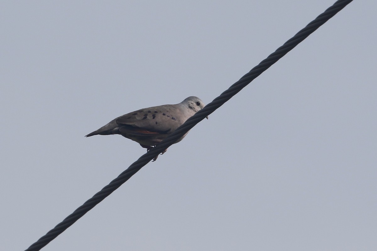 Plain-breasted Ground Dove - ML261501771