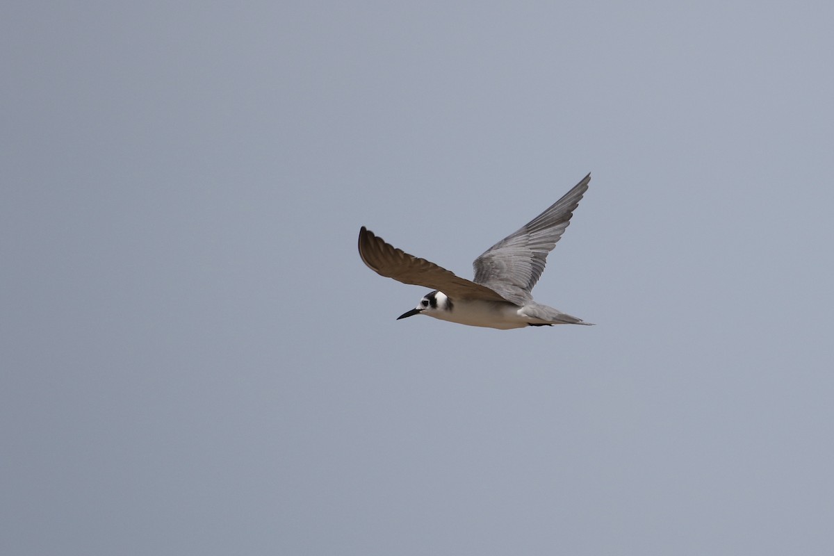 Black Tern - John van Dort