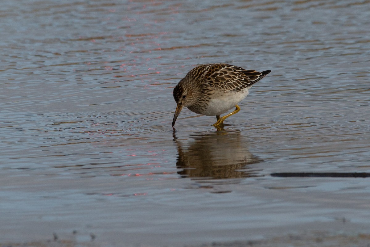 Graubrust-Strandläufer - ML261504591