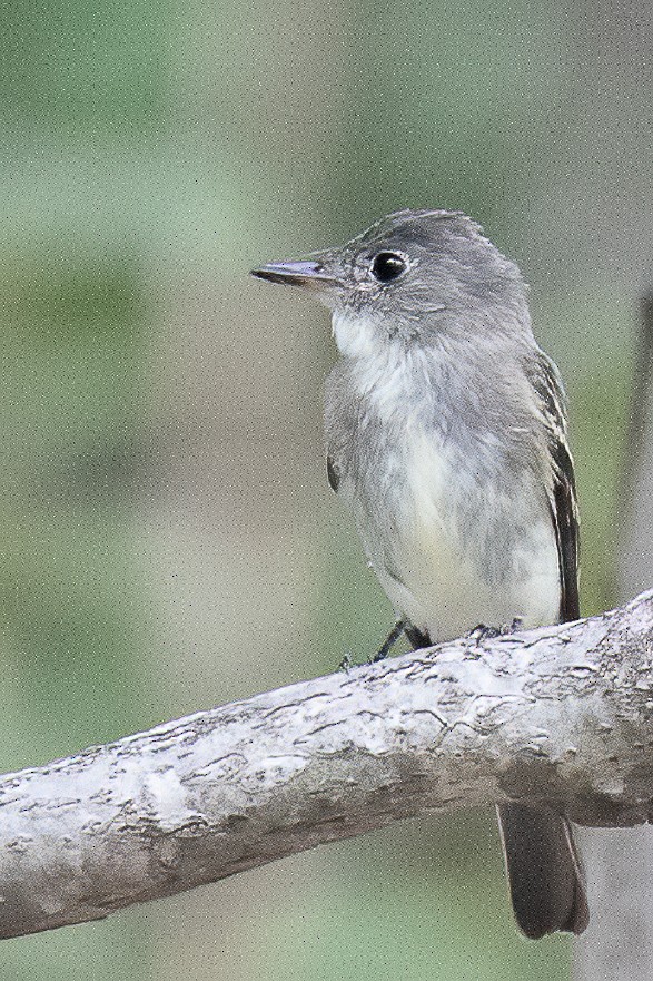 Eastern Wood-Pewee - ML261507491