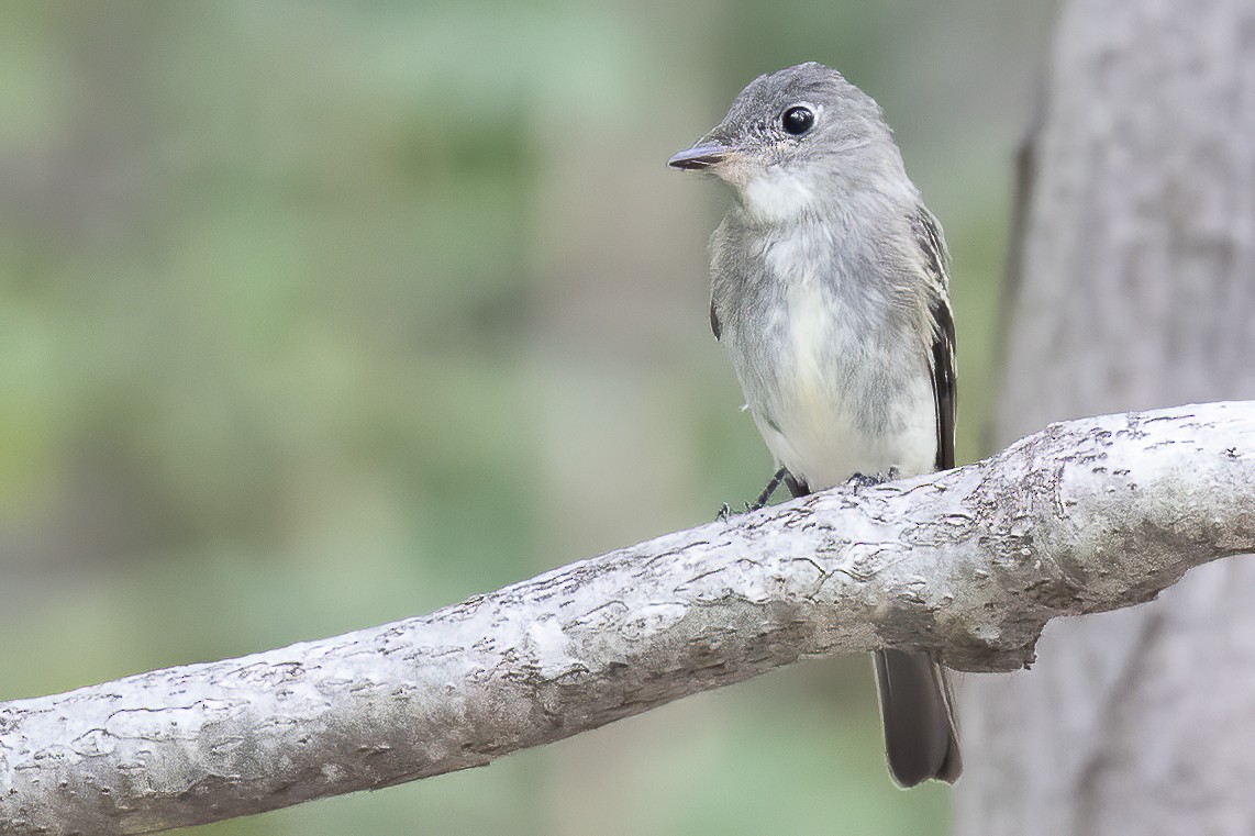 Eastern Wood-Pewee - ML261507511