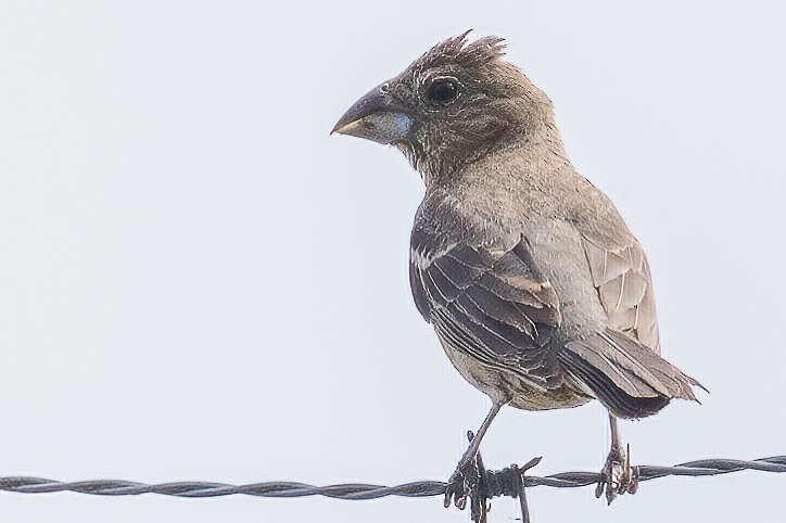 Blue Grosbeak - ML261507681