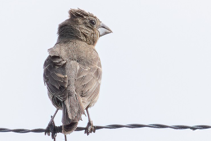 Blue Grosbeak - ML261507691