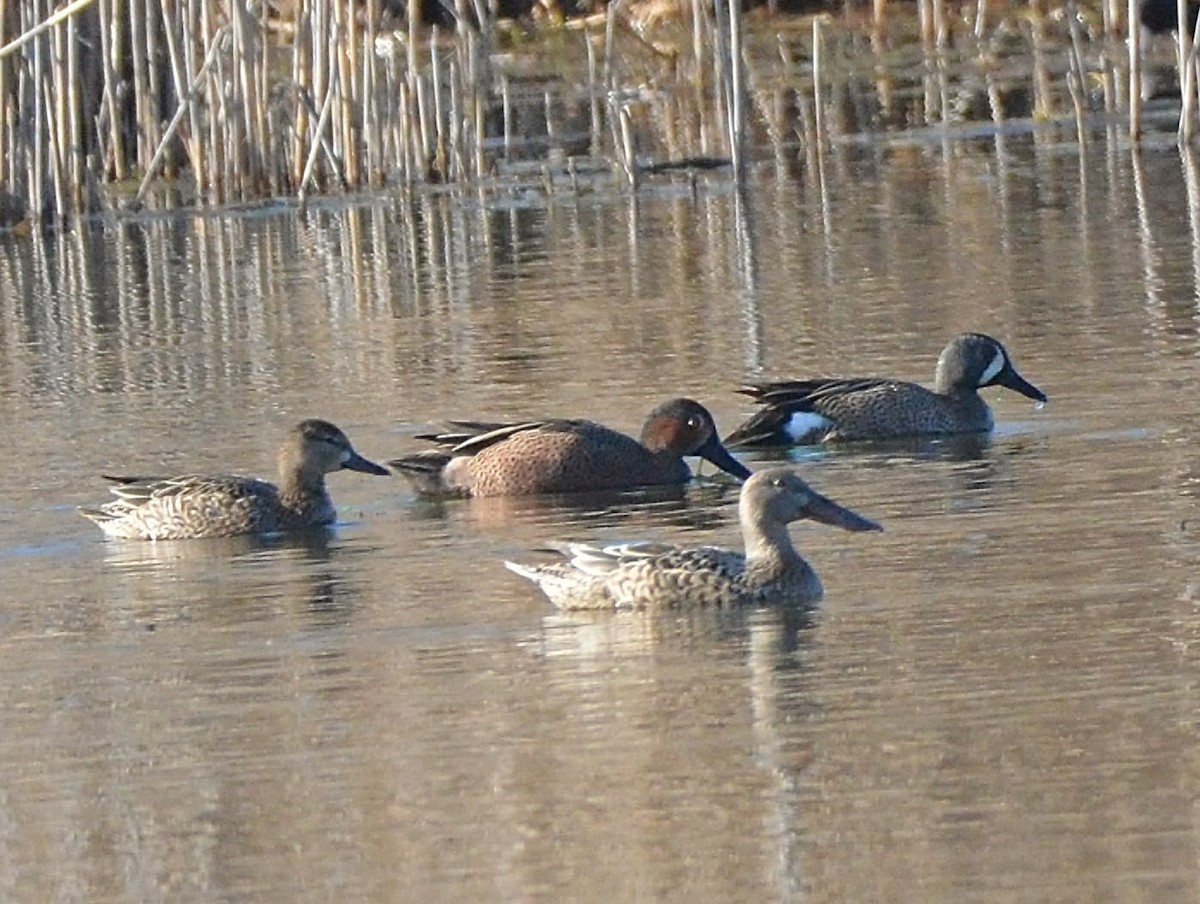 Blue-winged x Cinnamon Teal (hybrid) - ML26150821