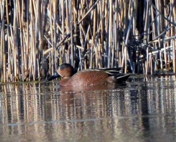 Blue-winged x Cinnamon Teal (hybrid) - ML26150841