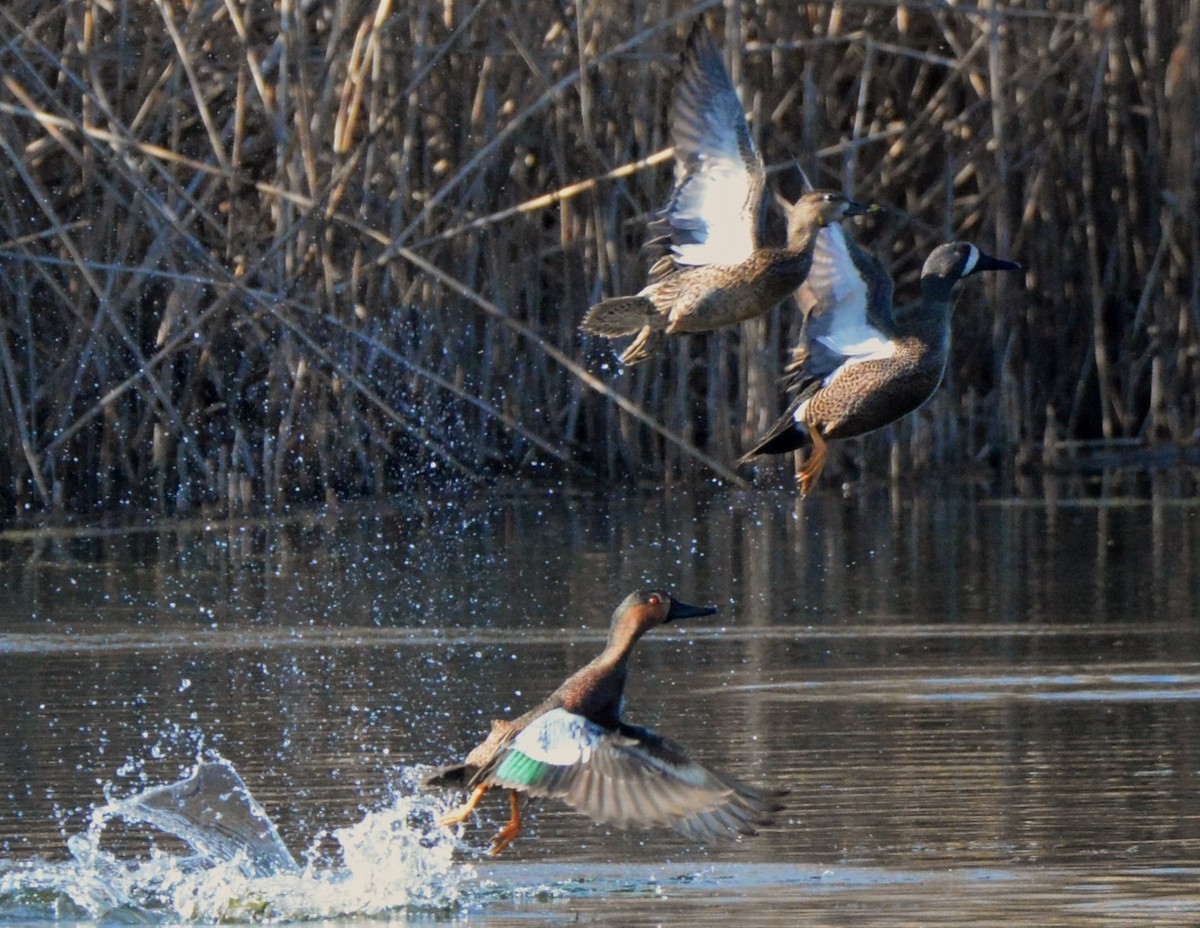 Blue-winged x Cinnamon Teal (hybrid) - ML26150871
