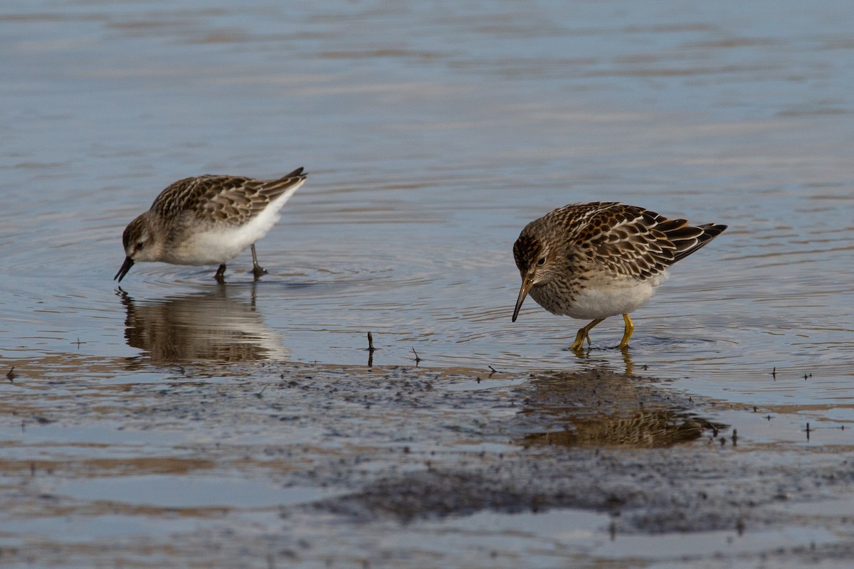 Semipalmated Sandpiper - ML261508771