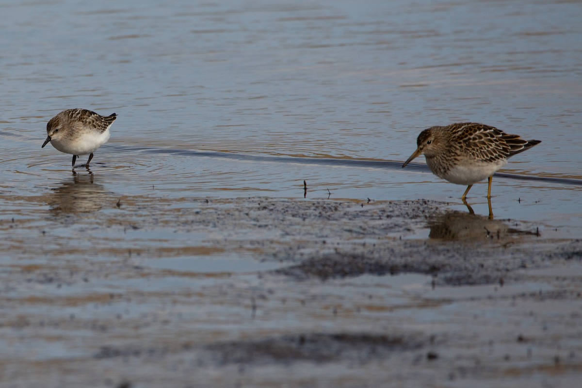 Semipalmated Sandpiper - ML261508781