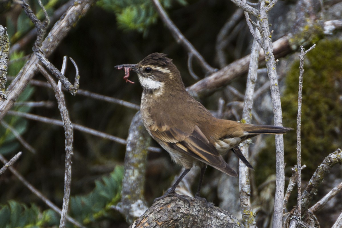 Chestnut-winged Cinclodes - ML26150881