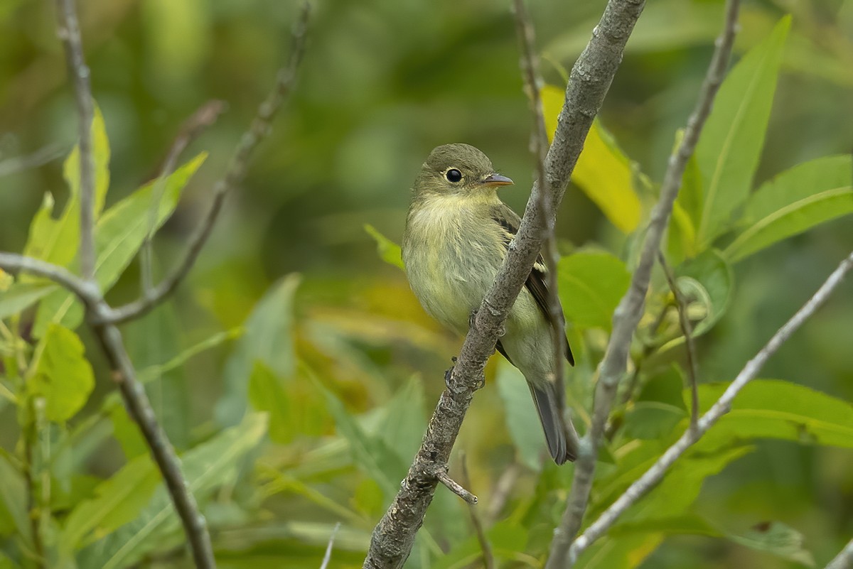 Yellow-bellied Flycatcher - ML261509291