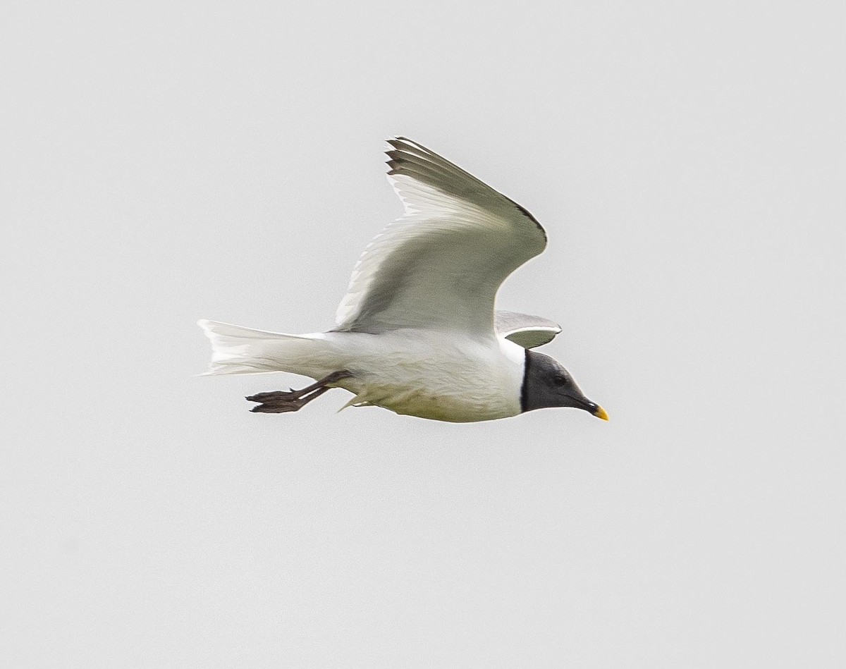 Sabine's Gull - Eric Kallen