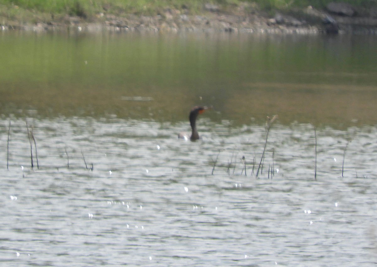 Double-crested Cormorant - ML261509541