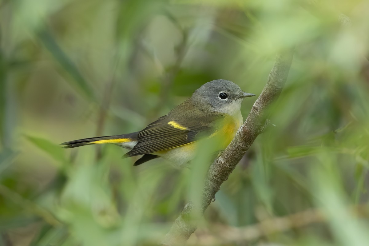 American Redstart - ML261509681