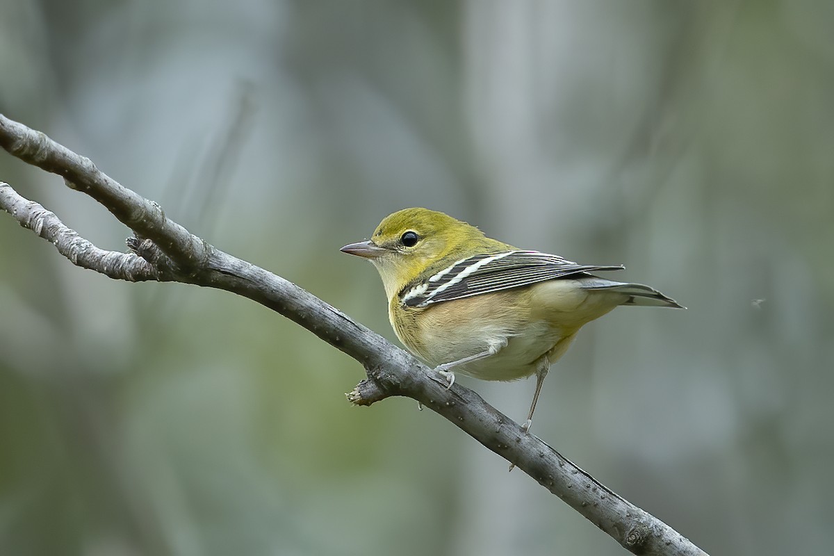 Bay-breasted Warbler - Peter Hawrylyshyn