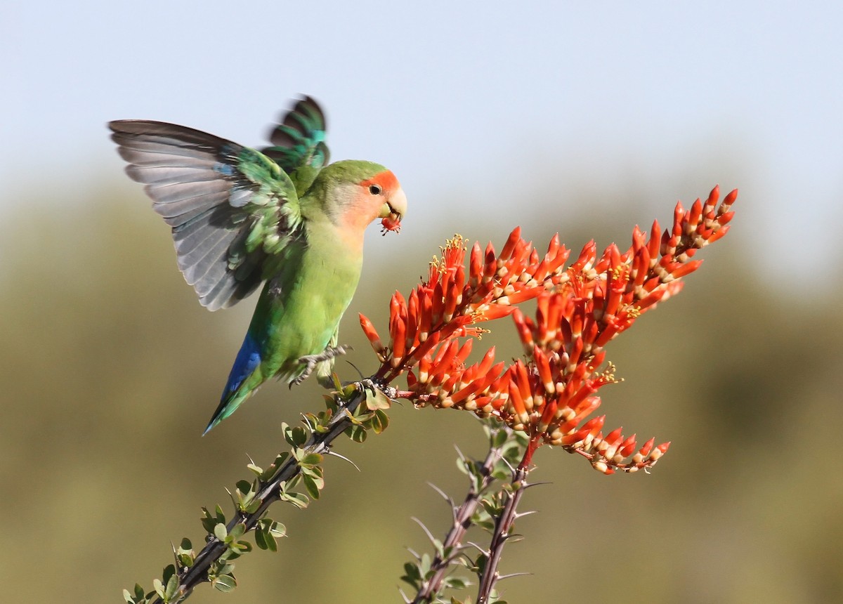 Rosy-faced Lovebird - Craig Thayer