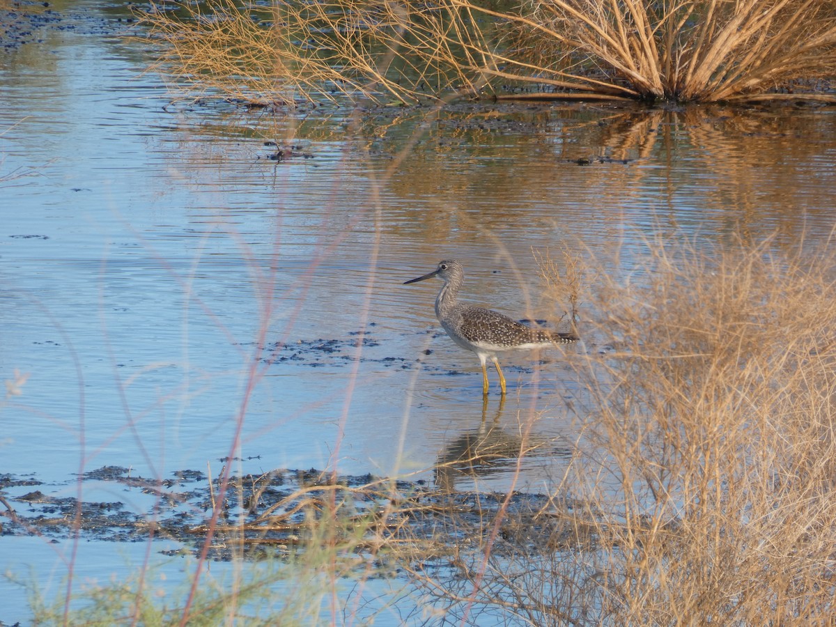 Greater Yellowlegs - ML261511981