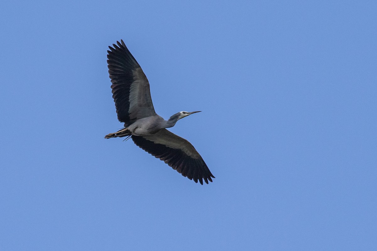 White-faced Heron - ML261512061