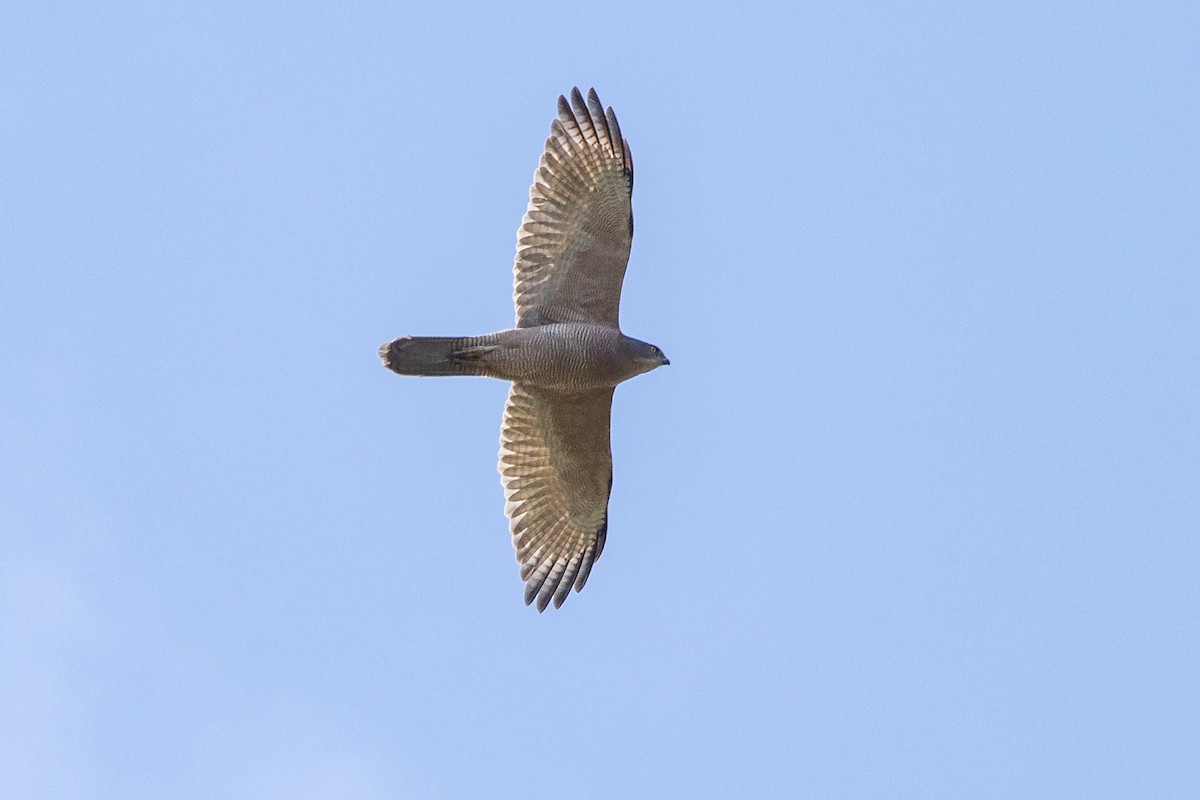 Brown Goshawk - ML261512161