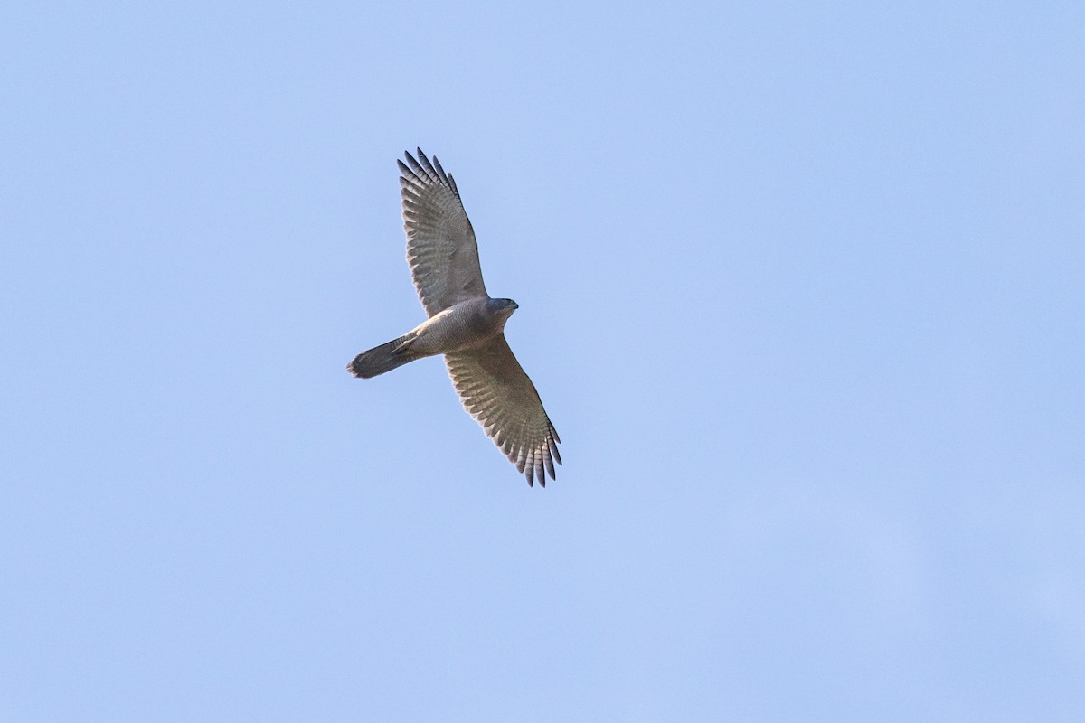 Brown Goshawk - ML261512171