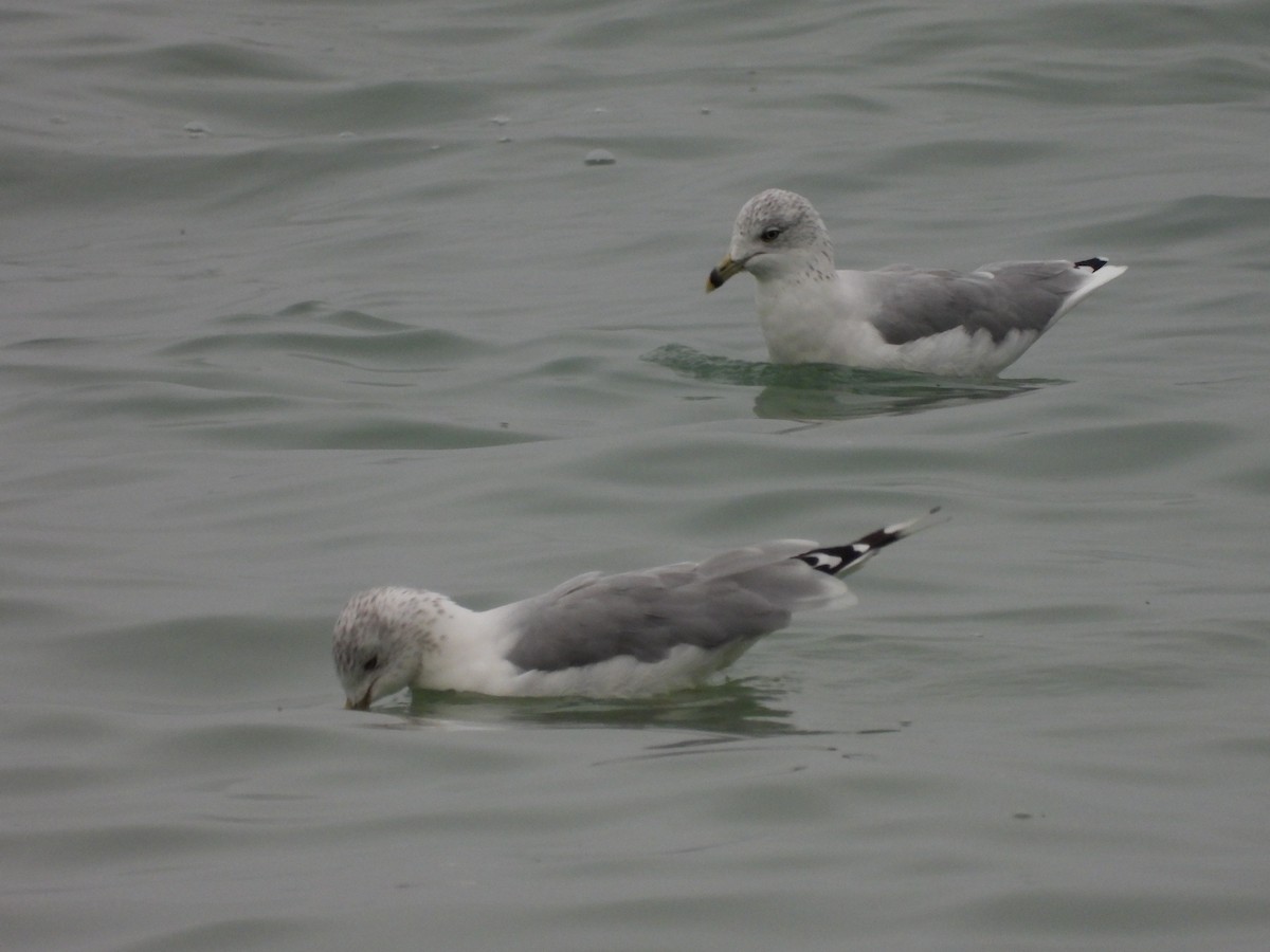 Gaviota de Delaware - ML261512441