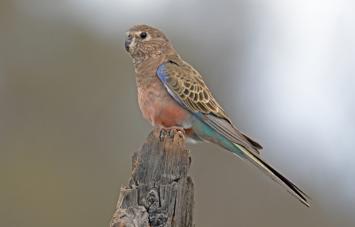 Bourke's Parrot - Nik Mulconray