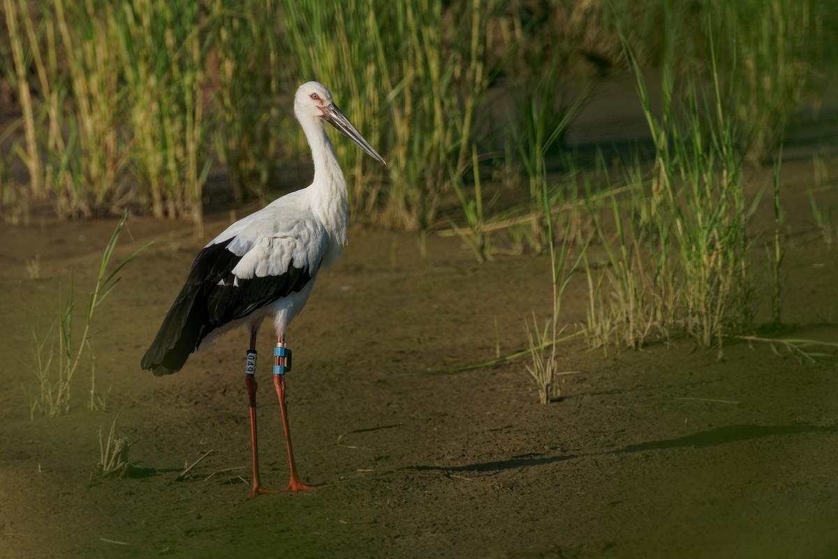 Schwarzschnabelstorch - ML261513281