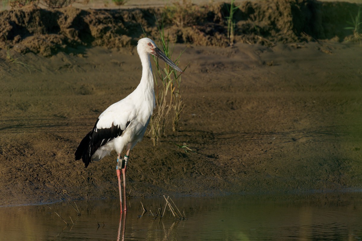 Schwarzschnabelstorch - ML261513311