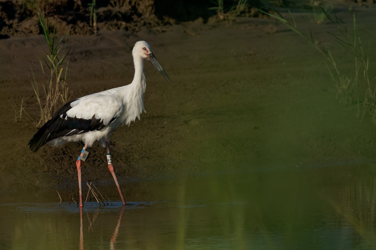 Schwarzschnabelstorch - ML261513321