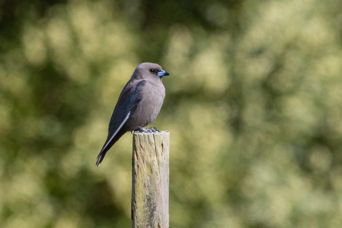 Dusky Woodswallow - Ramit Singal