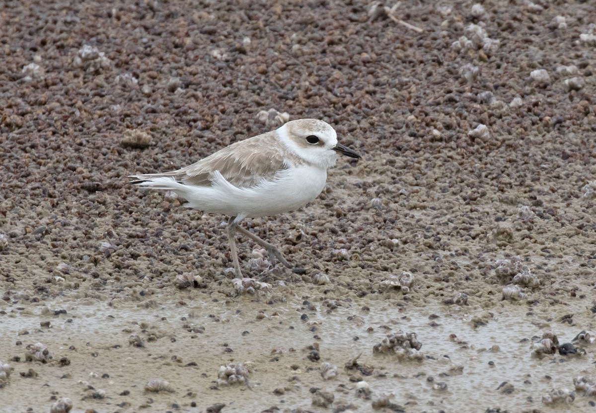 White-faced Plover - ML261514361