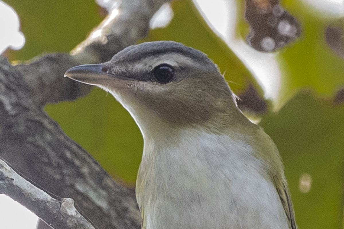 Red-eyed Vireo - Michael Linz