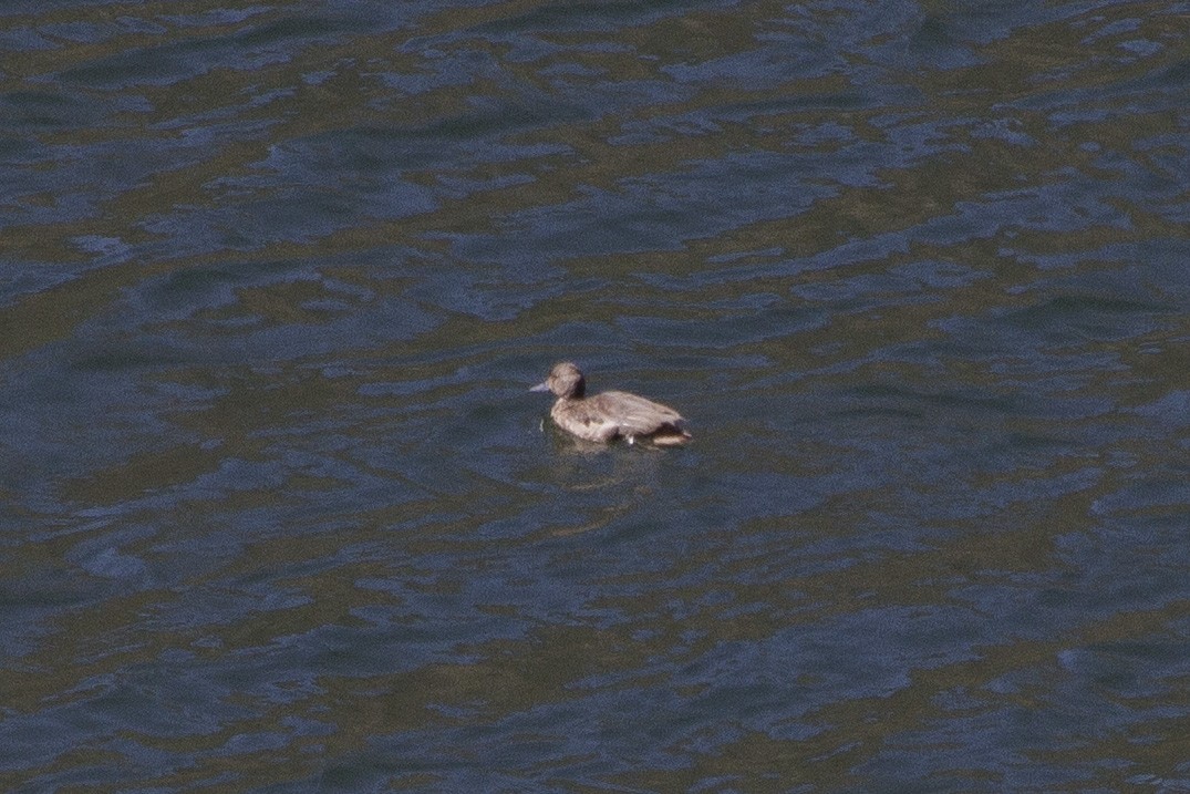 Andean Teal - ML26151791