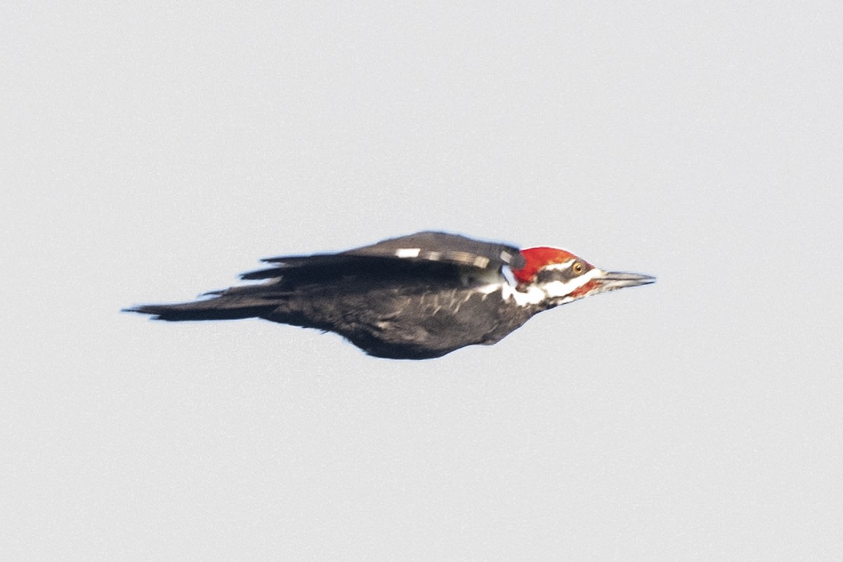 Pileated Woodpecker - ML261518081