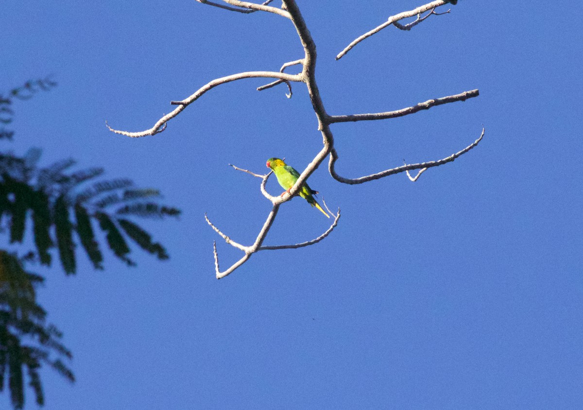 Red-flanked Lorikeet - ML261518601