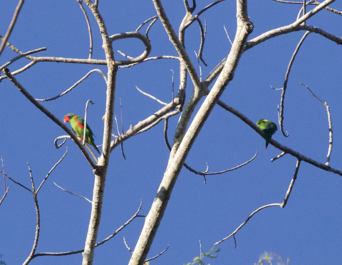 Red-flanked Lorikeet - ML261518611